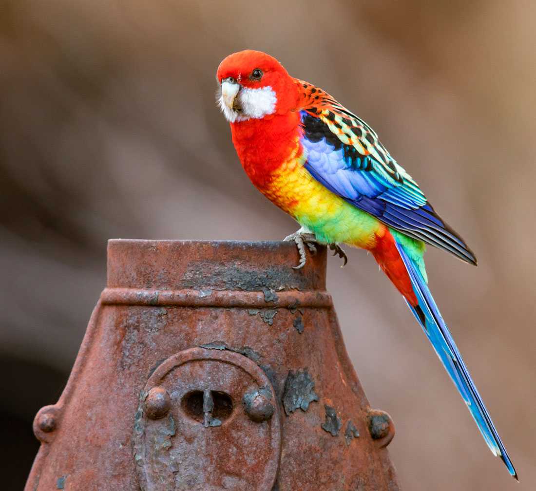 Попугай ара: виды, род, описание и уход в домашних условиях