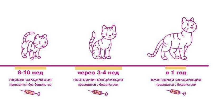 Как понять что у кошки или кота глисты - 7 признаков