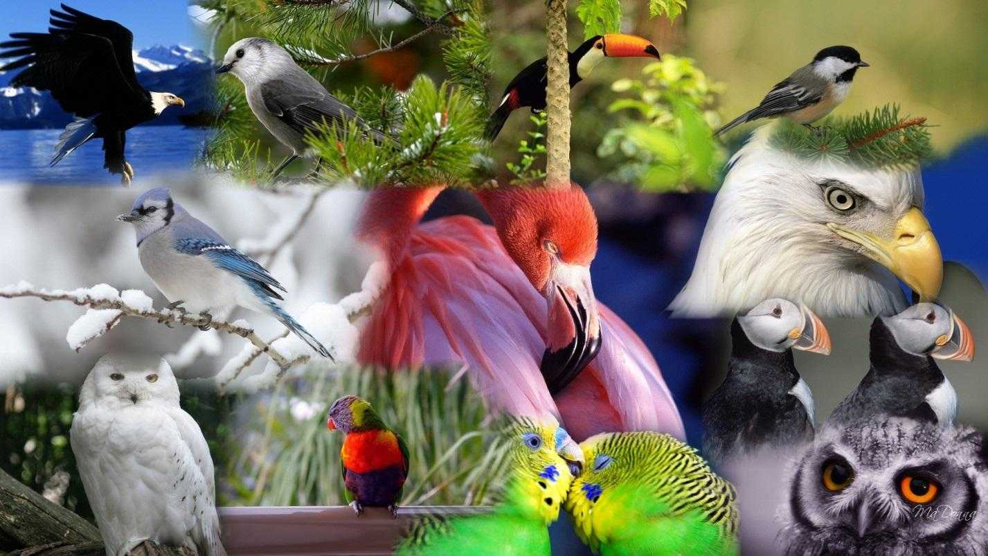 Тропические птицы. описание, названия, виды и фото тропических птиц