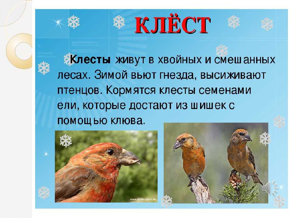 Клест птица. образ жизни и среда обитания клеста | живность.ру