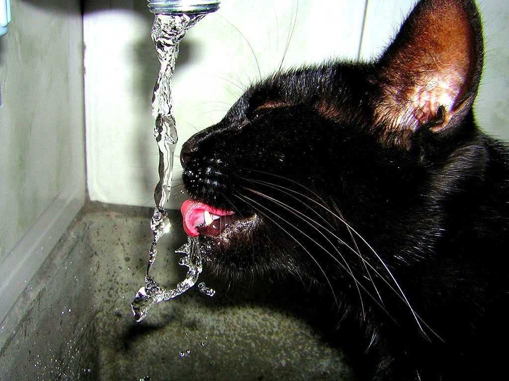 3 причины почему кот не пьет воду - последствия