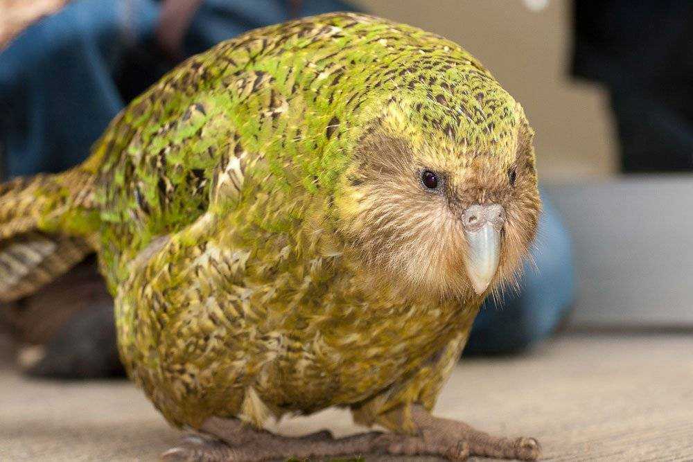 Совиный попугай (какапо): описание, размножение, продолжительность жизни