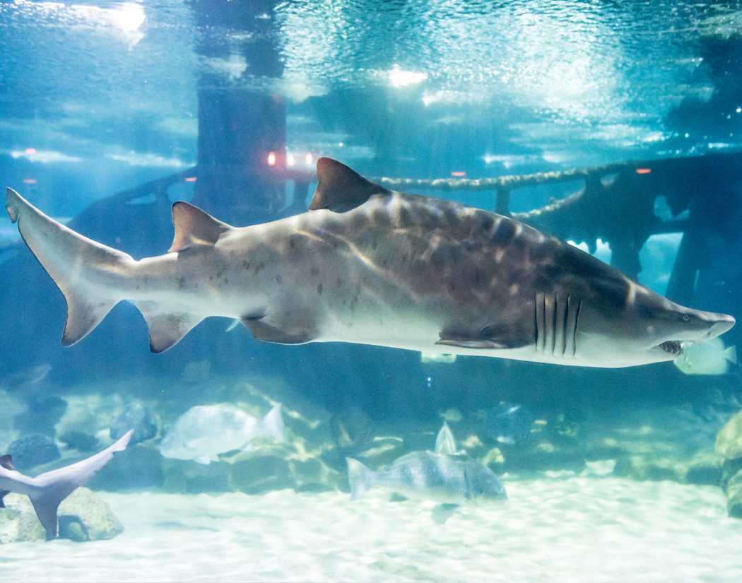 Тигровая акула — гроза тропических морей
