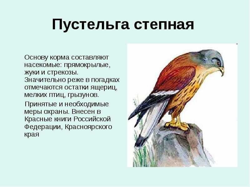 Капибара - описание, характер, ареал, питание, враги, фото и видео