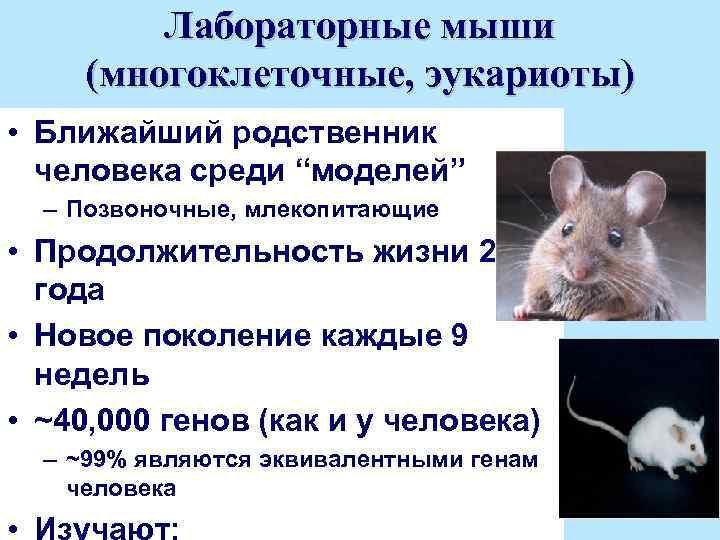 Продолжительность жизни мышей