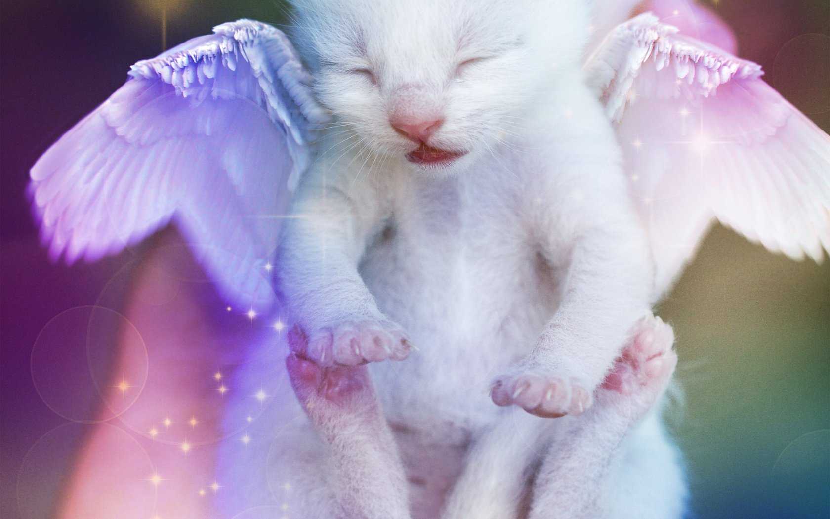 Пушистые ангелы среди нас: феномен котиков с «крыльями»