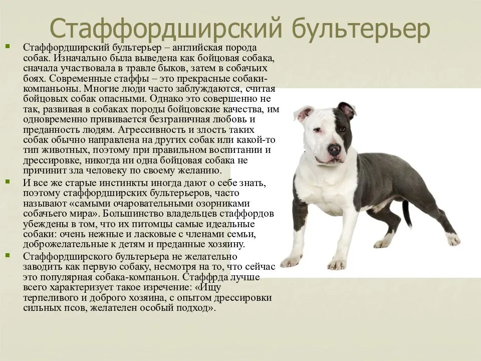 Бультерьер: подробное описание породы собак с фото и видео