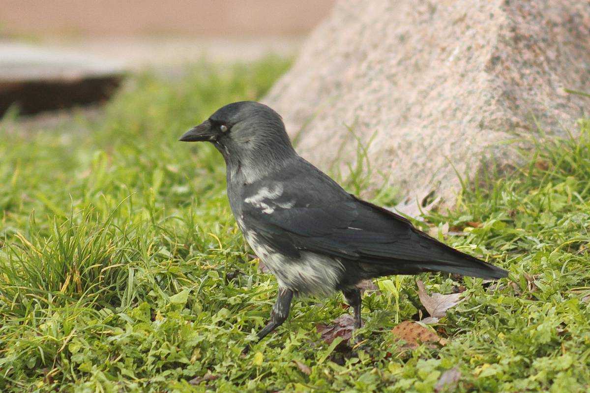 Галка — описание внешнего вида птиц, сведения о поведении, питании и размножении
