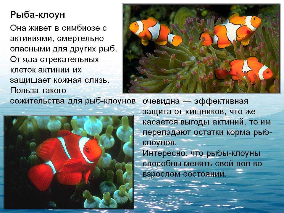 Доклад про классы рыб. Рыба клоун рассказ 1 класс. Рыба клоун описание. Интересные факты о рыбе клоуне. Рыба клоун описание для детей.