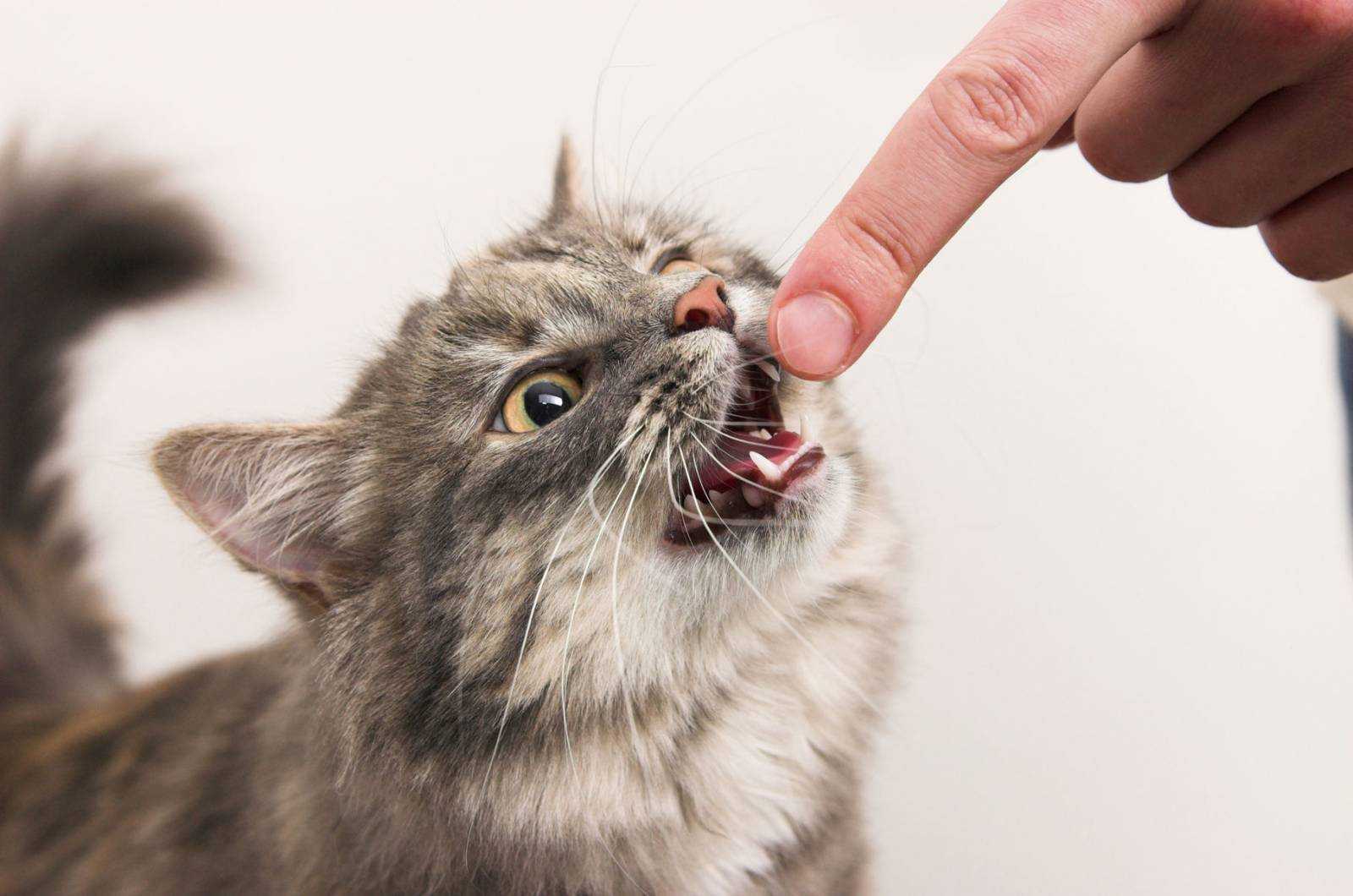 Что означает шипение кошки: самые распространенные причины поведения животного - досуг