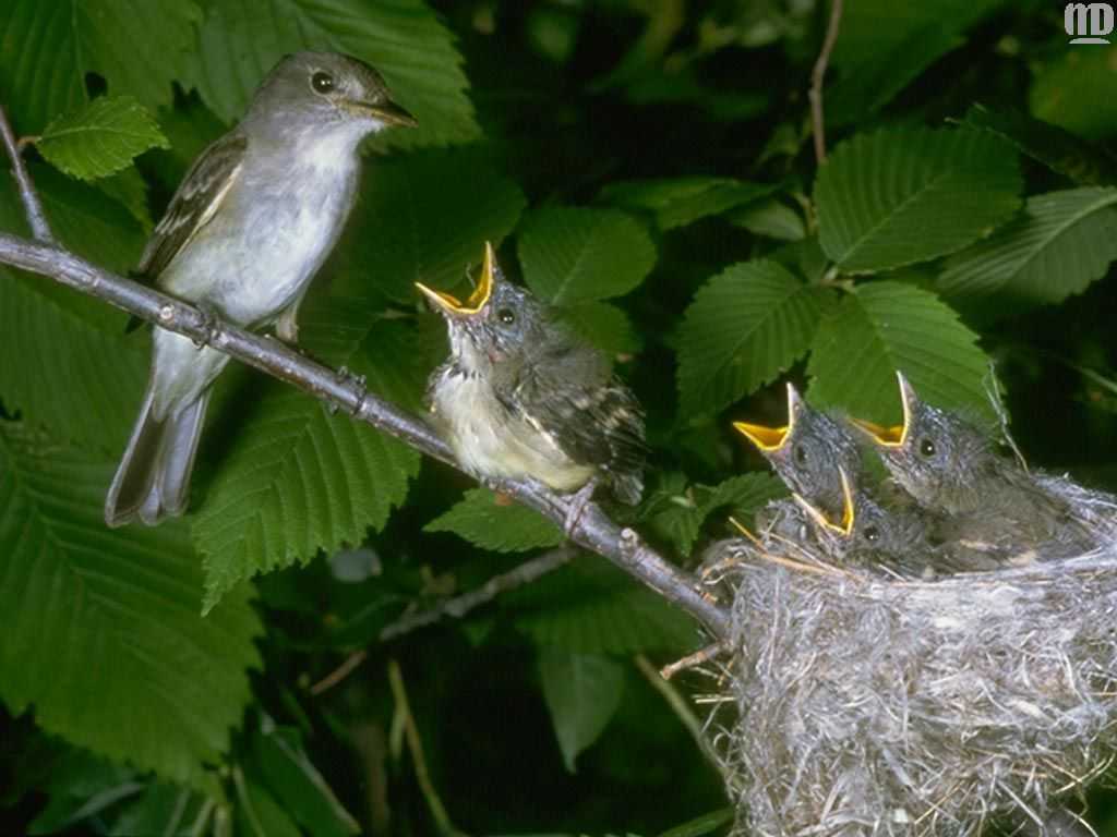 Птица мухоловка: среда обитания, образ жизни, рацион
