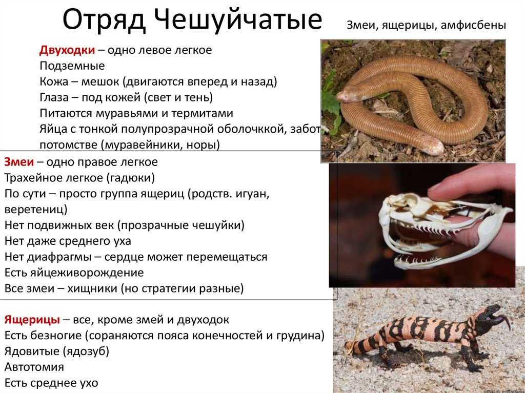 Веретеница ящерица. описание, особенности, виды, образ жизни и среда обитания веретеницы