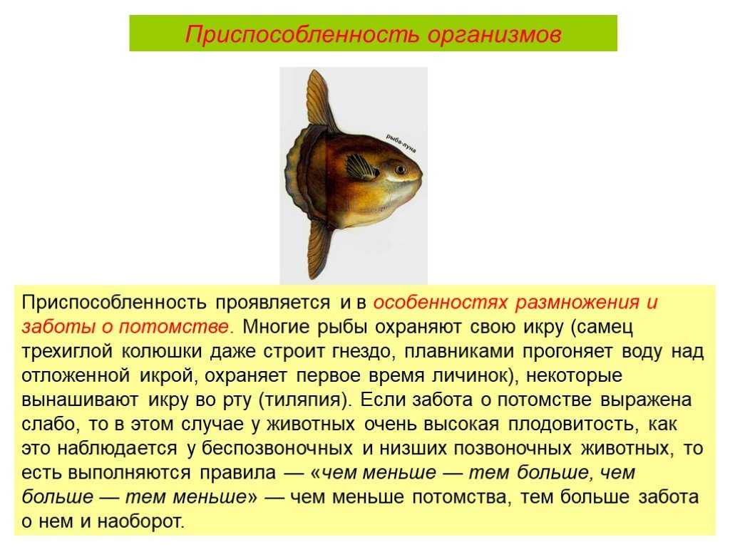 Еж рыба. образ жизни и среда обитания рыбы ёж - jurnalodache