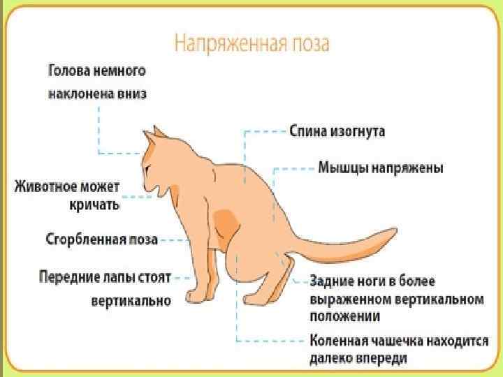 Как определить, что кошка больна: 18 признаков - коточек