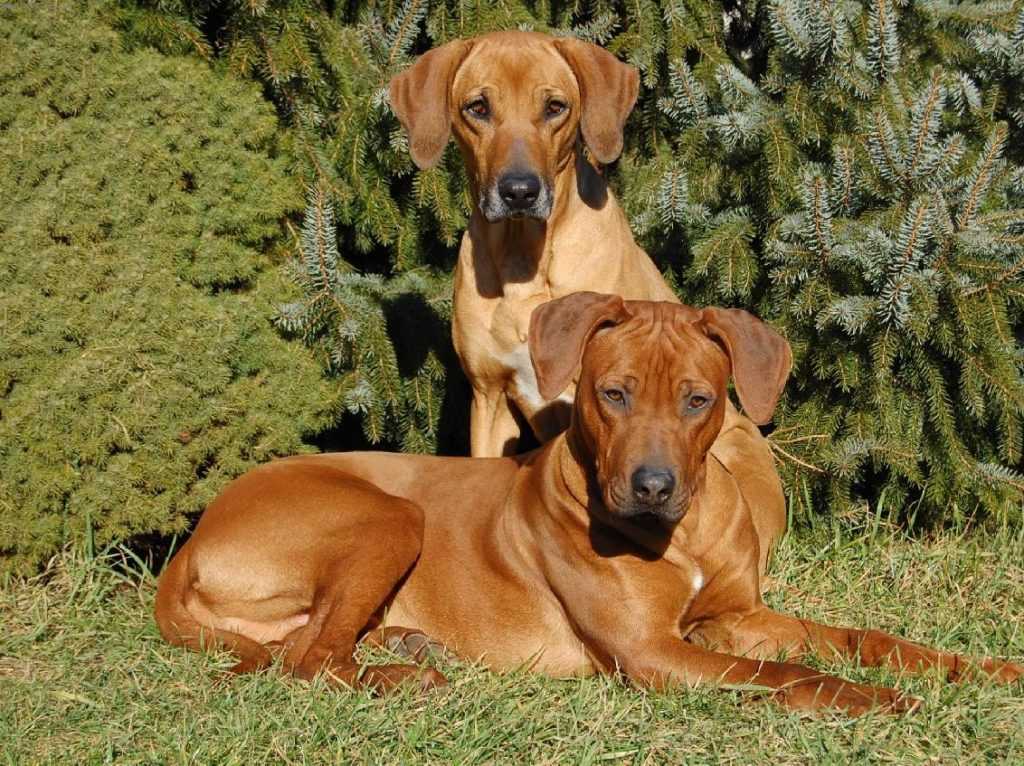 Родезийский риджбек — прирожденный охранник ⋆ собакапедия