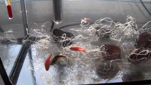 Размножение золотых рыбок