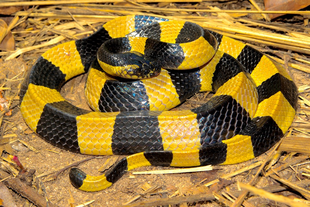 Змеи филиппин