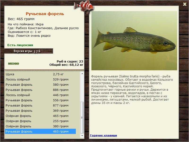 Чем питается форель