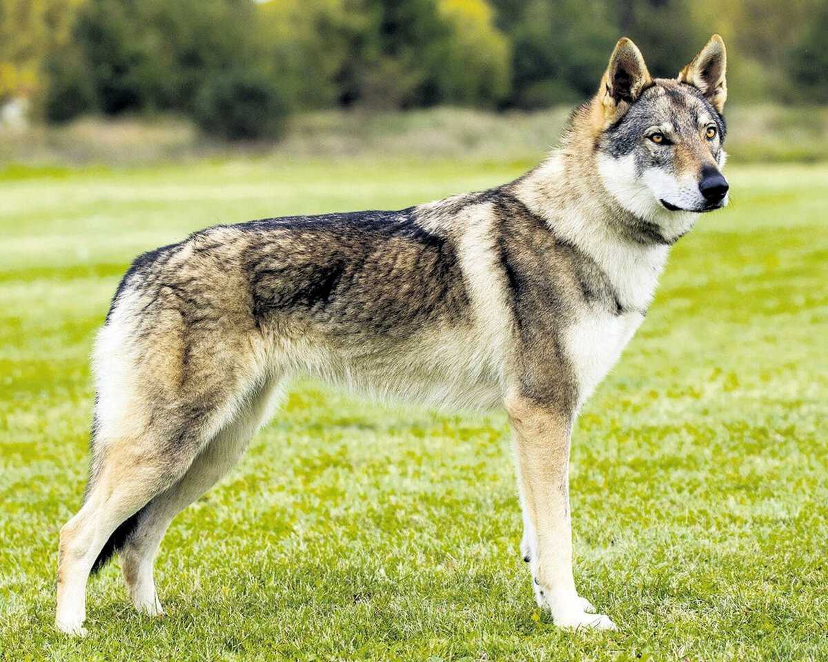 Русский вольфхунд — фото, описание породы собак, особенности