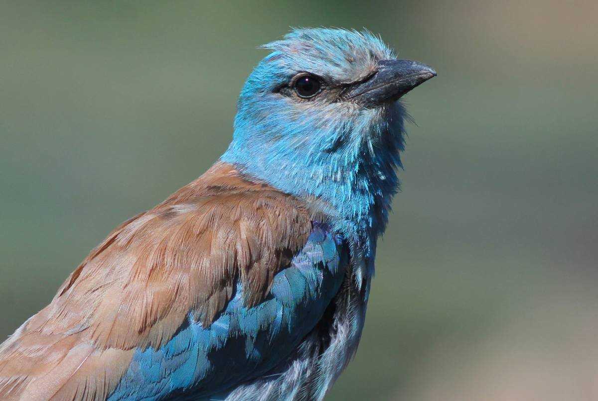 Красивая птица сизоворонка: фото, места обитания, особенности