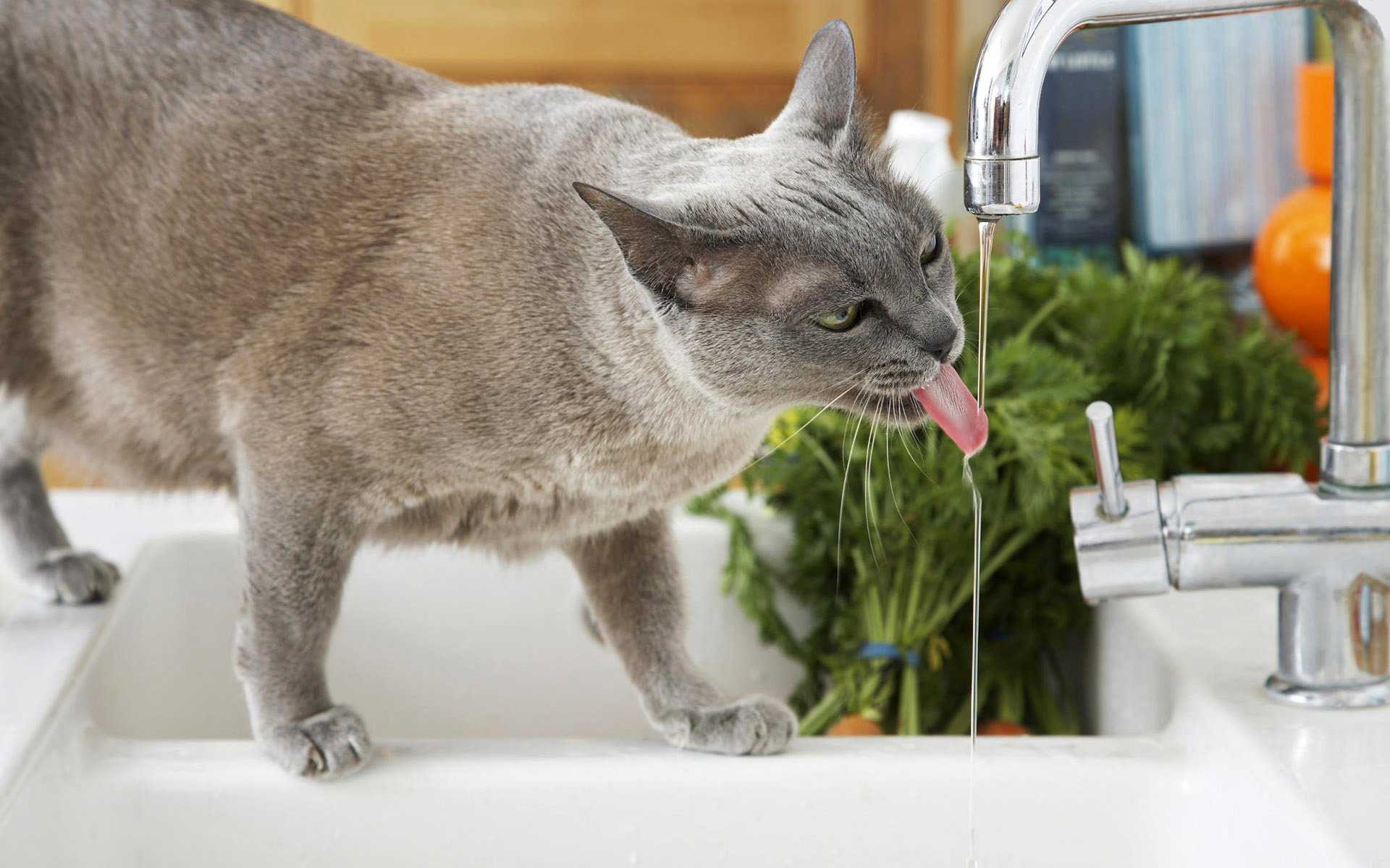 Кошка не пьет воду: что делать
