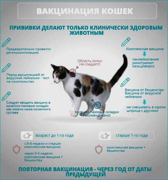 Основные симптомы и признаки глистов у кошек | ваши питомцы