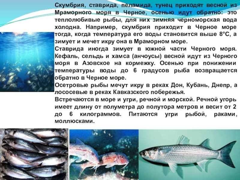 Рыба пеламида содержание полезных веществ, польза и вред, свойства, блюда