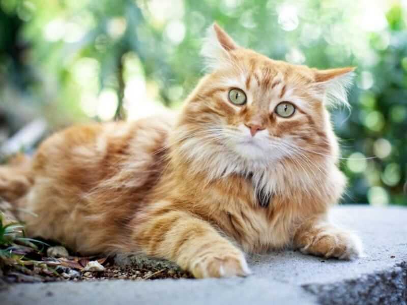 Кимрик: покупка котенка (фото) сколько стоит кимрик, и где его можно купить? как выбрать здорового котенка кимрика? есть ли проблемы в разведении данной породы?