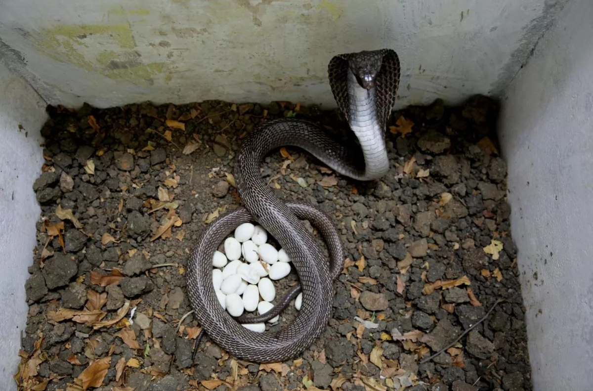 Как рожают змеи свое потомство? все ли виды откладывают яйца?