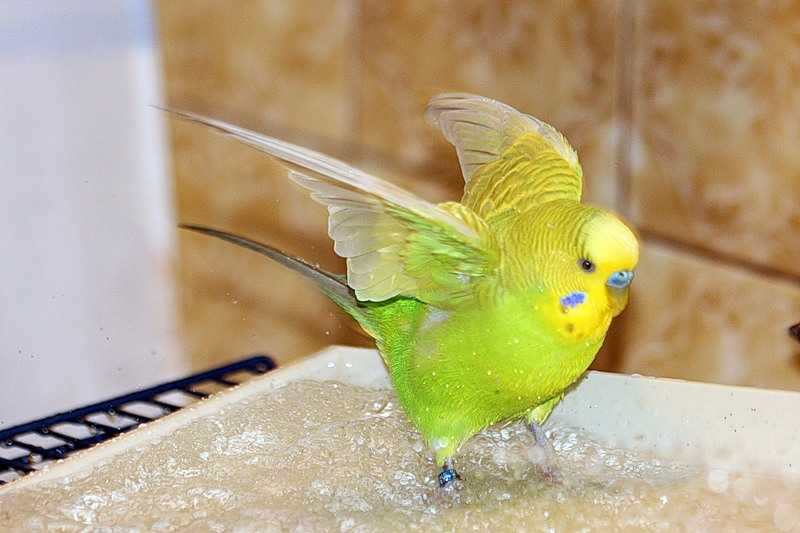 Как добиться доверия вашего волнистого попугайчика