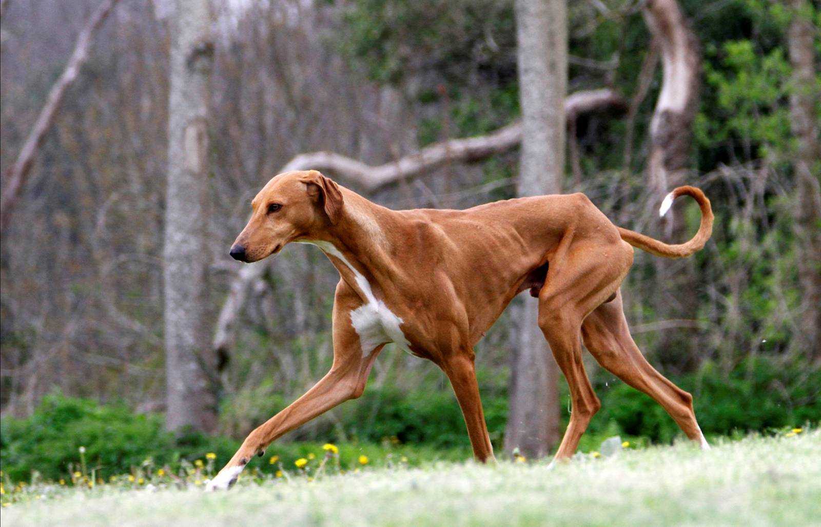 Азавак (африканская борзая) : описание породы собак с фото и видео