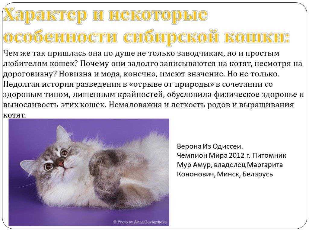 Персидская кошка – описание породы,характер, 33 фото