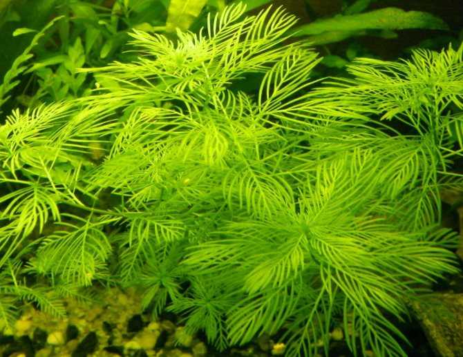 Перистолистник красностебельный — аквариумное растение.