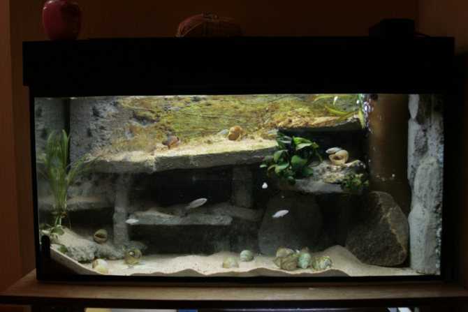 Грот для аквариума своими руками: как сделать каменный, стеклянный или деревянный домик для рыб