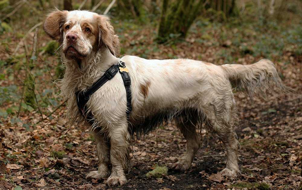 Порода собак кламбер-спаниель: описание, особенности и характер породы | hill's