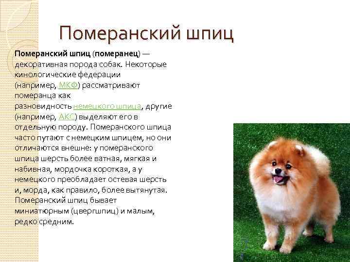 Характеристика породы шпицев: фото, характер и отзывы :: syl.ru
