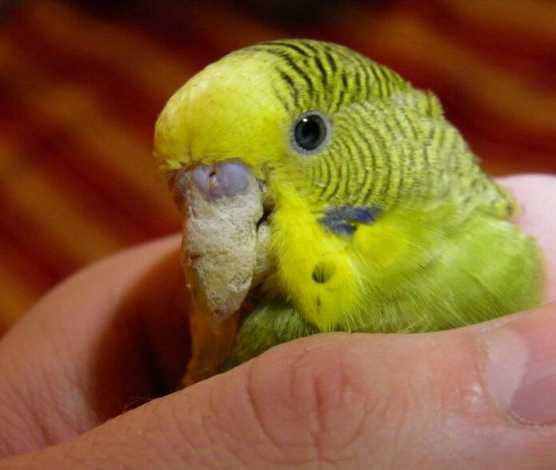 Что делать, если у волнистого попугая вырос длинный клюв: почему у птицы быстро растёт верхний клюв, почему растёт очень длинным