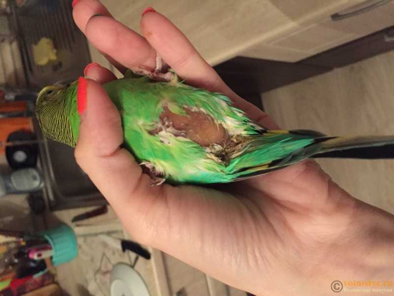 Понос у волнистого попугая: лечение | наши птички