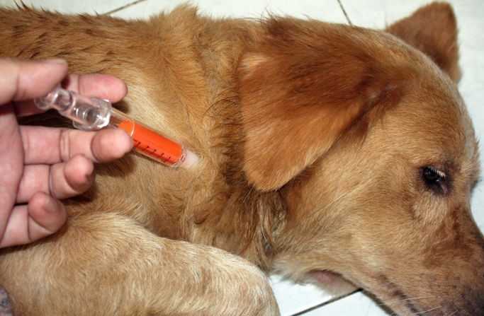 Гипогликемия у собак: что помогает при упадке глюкозы в крови, симптомы и лечение болезни у мелких пород, причины пониженного или низкого показателя