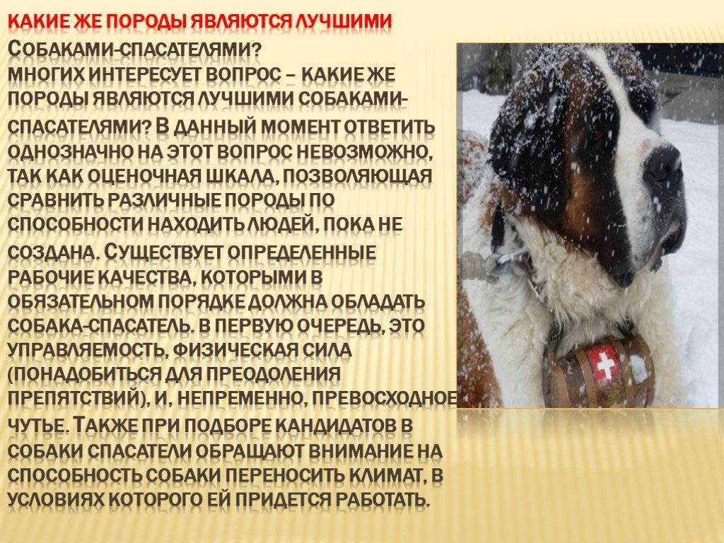 Собаки-спасатели на воде, в горах Служебные псы, их характеристики с фото, требования к представителям, нюансы в воспитании