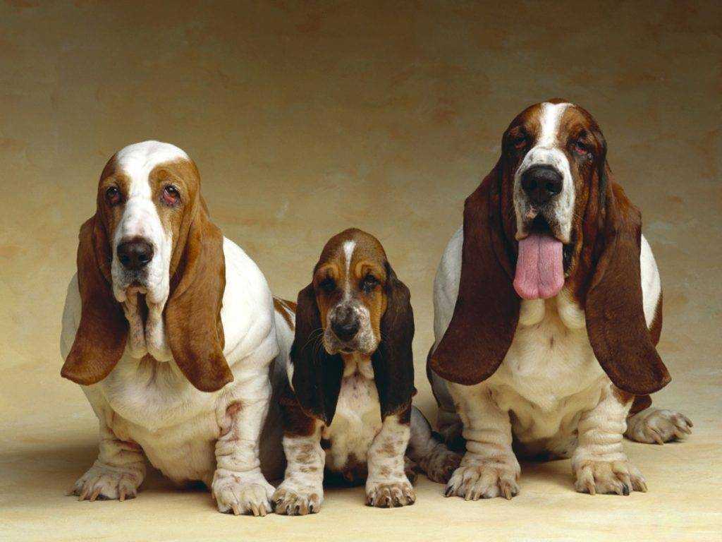 Породы собак с длинными ушами: преимущества и недостатки пород, особенности ухода