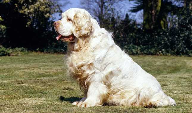 Кламбер-спаниель: фото собаки и описание породы, особенности ухода и содержания