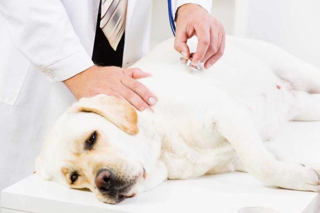 Почему у собаки трясутся задние лапы: физиологические и патологические причины, их устранение и лечение
