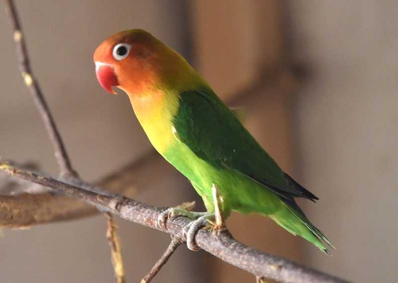 Виды попугаев, названия, фото птиц и краткая информация для любителей и пернатых