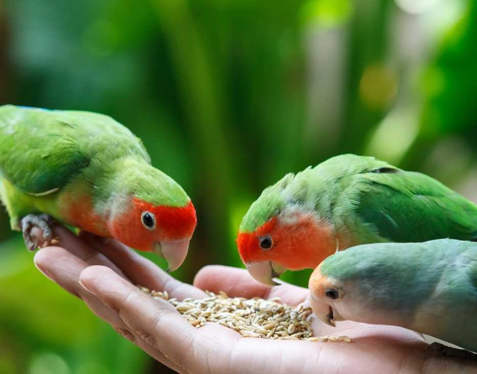 Самый умный попугай для дома: рейтинг и полезные советы