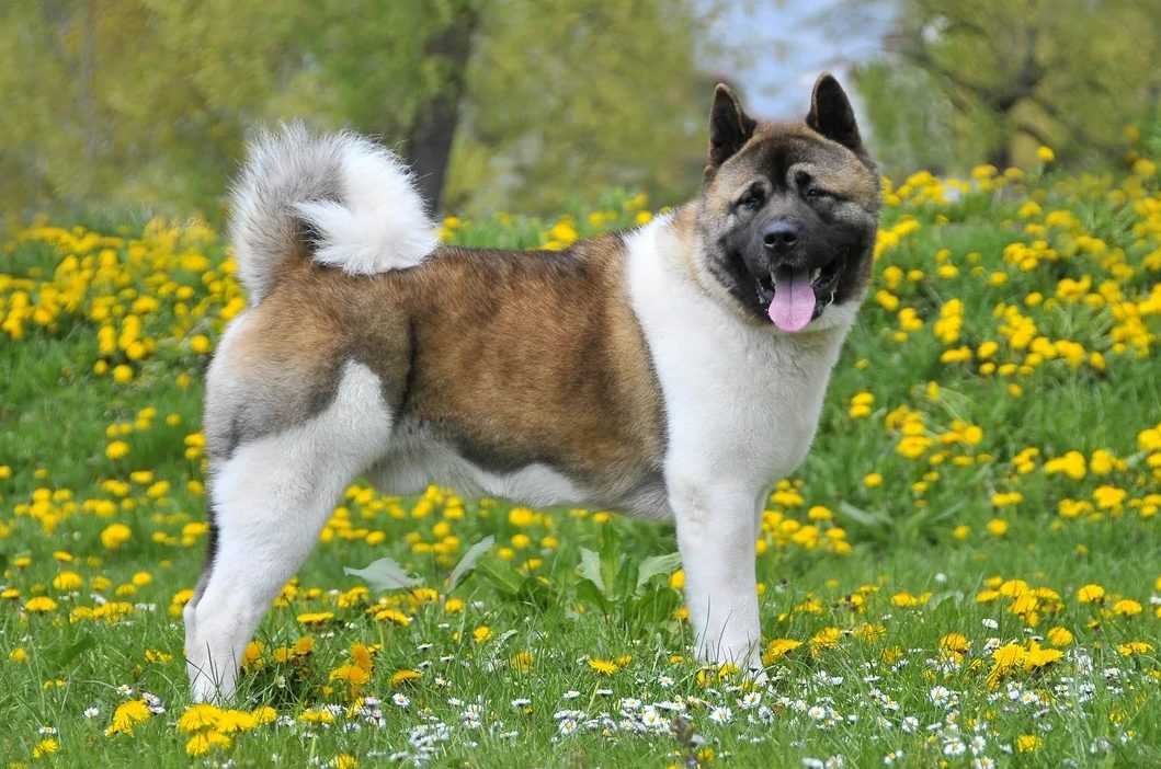 Американская акита-ину: фото собак, характеристика породы, принятый стандарт и отзывы владельцев + как правильно выбрать щенка