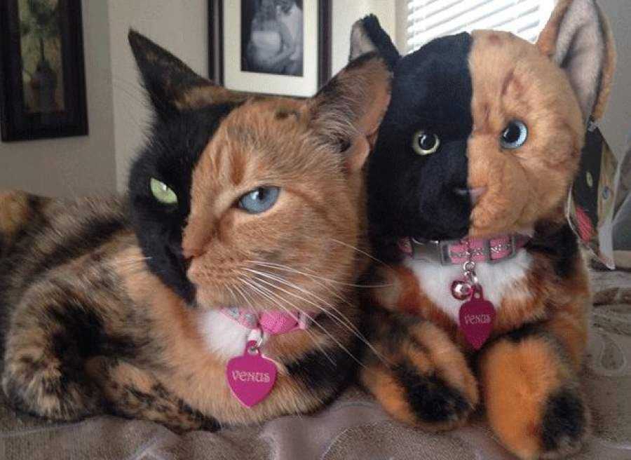 Венера кошка с двумя лицами