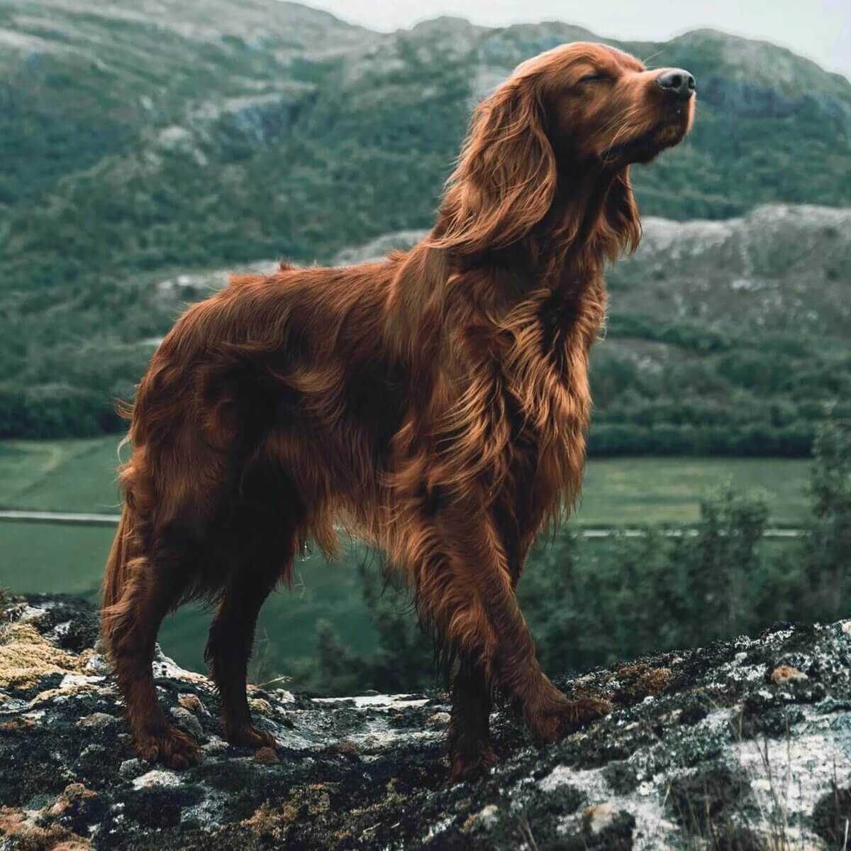 Порода собак «ирландский сеттер»