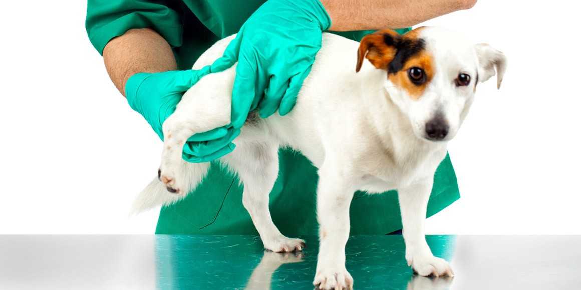 Понятие дисплазии локтевого сустава у собак, основные разновидности и вероятные причины появления Выраженные симптомы, процесс диагностики и методы лечения Прогноз выздоровления и профилактические мероприятия