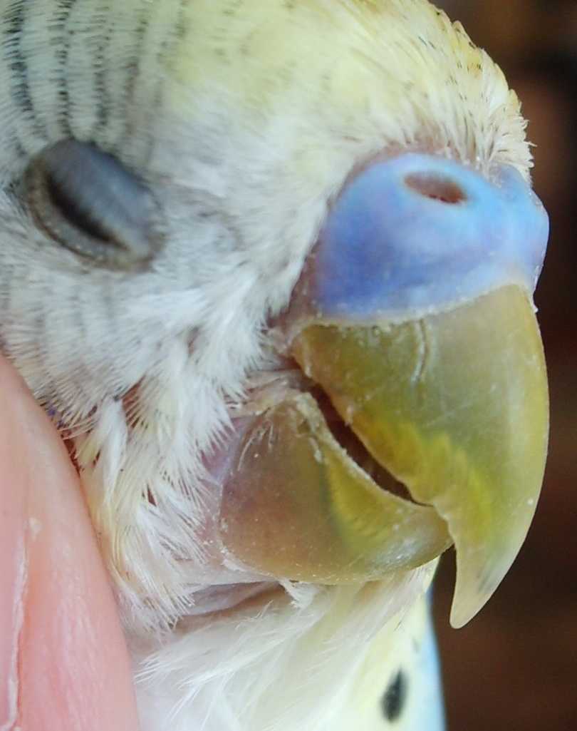Почему слоится клюв у волнистого попугая